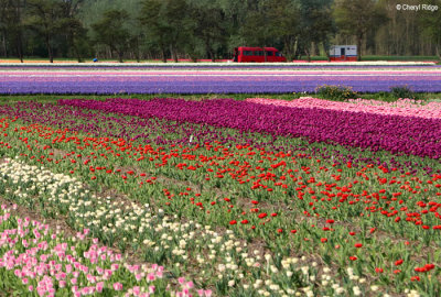7009-tulip-field.jpg