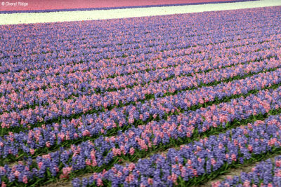 7012-tulip-field.jpg