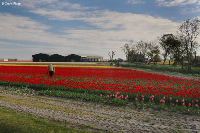 7025-tulip-field.jpg