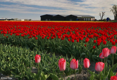 7031-tulip-field.jpg