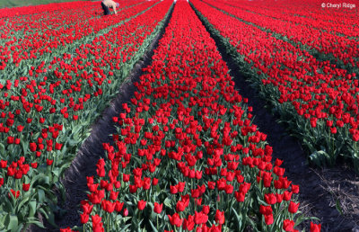 7035-tulip-field.jpg