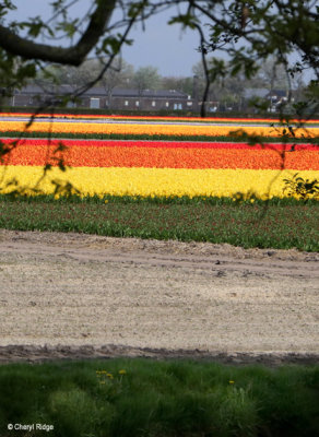 7403-tulip-field.jpg
