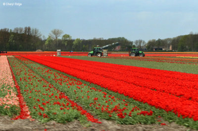 7891b-tulip-field.jpg