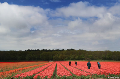 7899-tulip-field.jpg