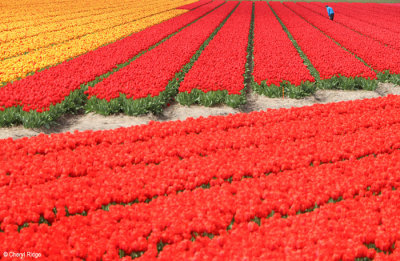 7910b-tulip-field.jpg