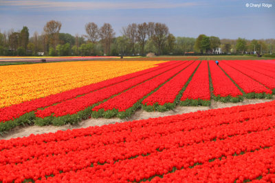 7914-tulip-field.jpg