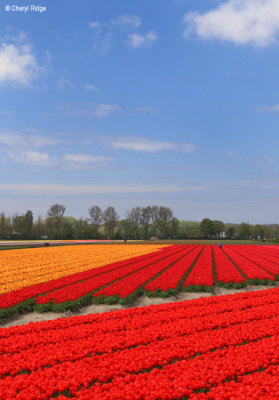 7916-tulip-field.jpg