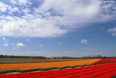 7921-tulip-field.jpg