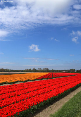 7923-tulip-field.jpg