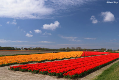7929-tulip-field.jpg