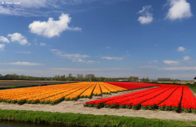 7930b-tulip-field.jpg