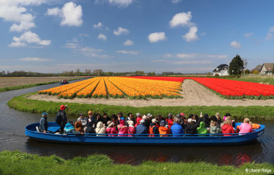 7938b-tulip-field.jpg