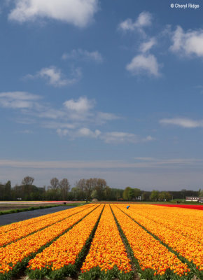7939-tulip-field.jpg