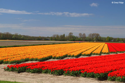 7942b-tulip-field.jpg