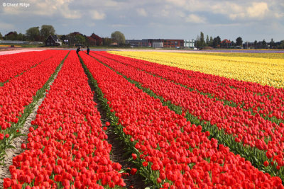7950-tulip-field.jpg