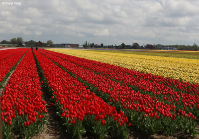 7953b-tulip-field.jpg