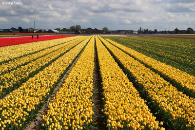 7958b-tulip-field.jpg
