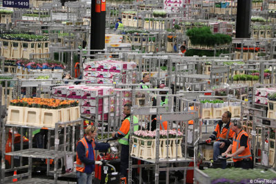 7661-royal-floraholland.jpg