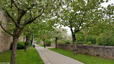 100708-dinkelsbuhl.jpg