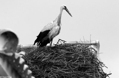 0801bw-senuela-chapel.jpg