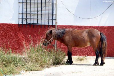 9412-caballo.jpg