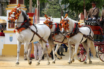 0860-feria-del-caballo.jpg