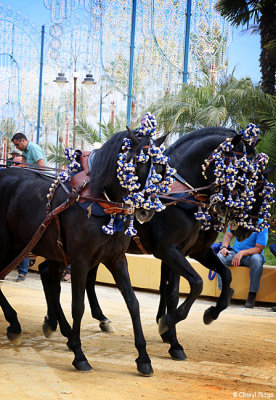 0873-feria-del-caballo.jpg
