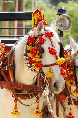1585-feria-del-caballo.jpg