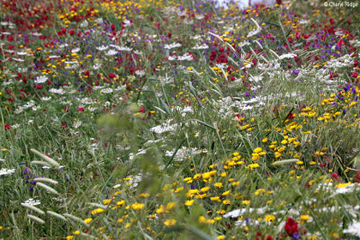 0305b-wildflowers.jpg