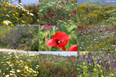 andalucian-wildflowers2.jpg