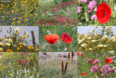 andalucia-wildflowers.jpg