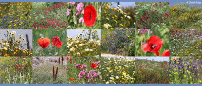 wildflowers-andalucia-spain.jpg