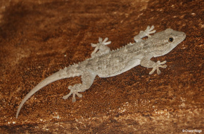 0281-gecko.jpg