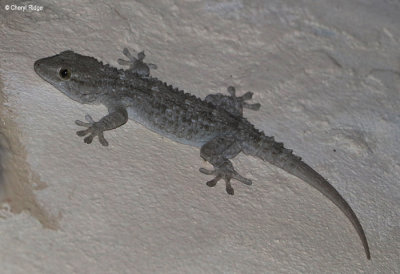 0282-gecko.jpg