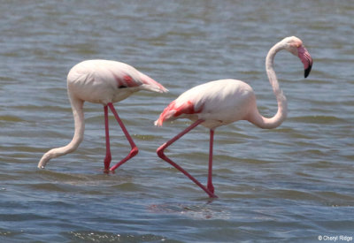 0679-flamingo.jpg  Flamingoes