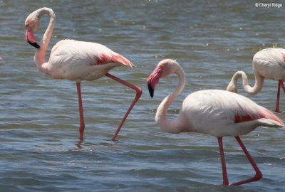 0683b-flamingo.jpg  Flamingoes