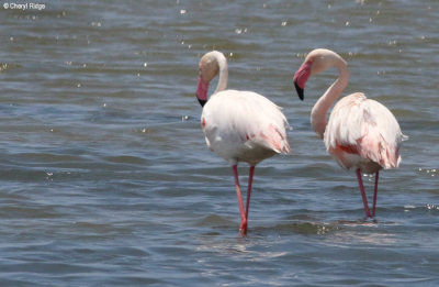 0690-flamingo.jpg Flamingoes