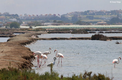 0693-flamingo.jpg  Flamingoes