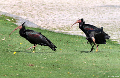 1456-bald-ibis.jpg   Northern Bald Ibis