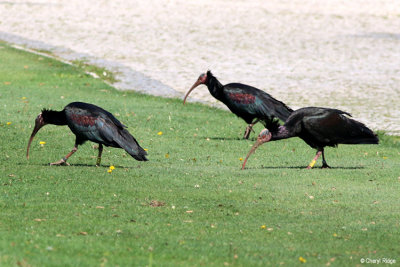 1457-bald-ibis.jpg  Northern Bald Ibis