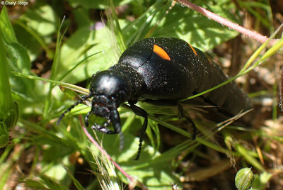 P5060377-beetle.jpg