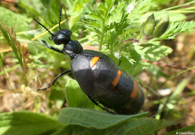 P5060388-beetle.jpg