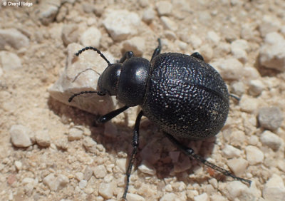 P5060392-beetle.jpg