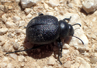 P5060395-beetle.jpg
