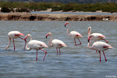 0681-flamingo.jpg  Flamingoes