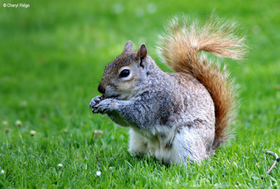 1727b-squirrel.jpg