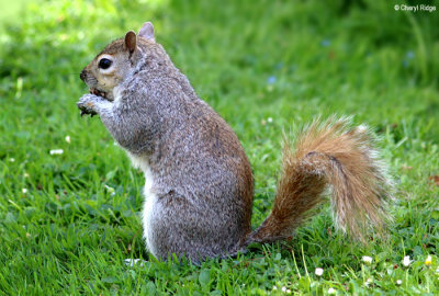 1731-squirrel.jpg