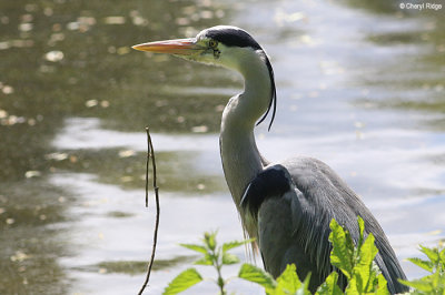 1752-grey-heron.jpg