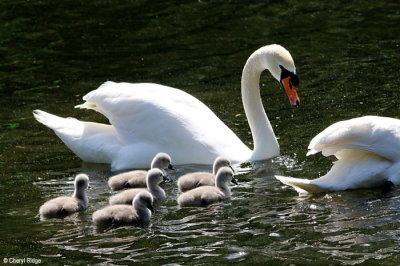1759-mute-swan.jpg