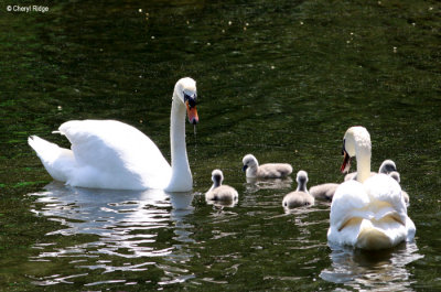 1760-mute-swan.jpg